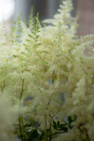 Astilbe arendsii <br>TALL ASTILBE MIX