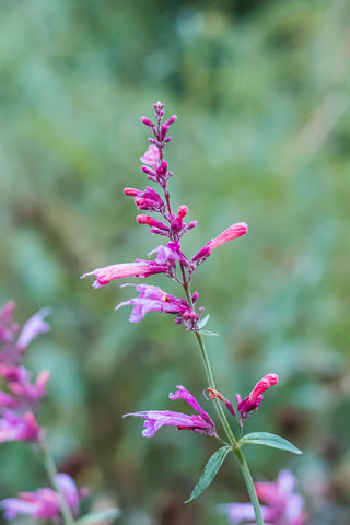 Agastache aurantiaca <br>MIX HYSSOP 'FRAGRANT CARPET'