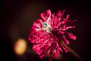 Knautia macedonica <br>WIDOW FLOWER 'WATERCOLOURS'