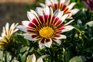 Gazania ringens <br>GAZANIA MIX