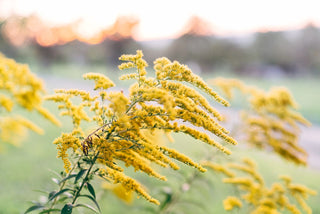 Solidago canadensis <br>CANADA GOLDENROD