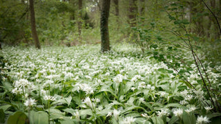 Allium ursinum <br>WILD WOOD GARLIC, RAMSON'S BEAR'S GARLIC