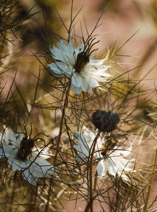Nigella damascena <br>LOVE-IN-A-MIST BLACK POD, WHITE FLOWER