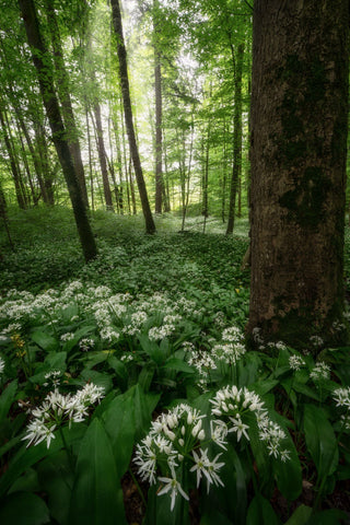 Allium ursinum <br>WILD WOOD GARLIC, RAMSON'S BEAR'S GARLIC