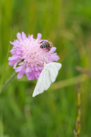 Knautia macedonica <br>WIDOW FLOWER 'WATERCOLOURS'