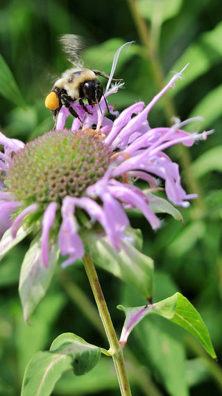 Monarda didyma <br>MONARDA, BEE BALM, BERGAMOT MIX