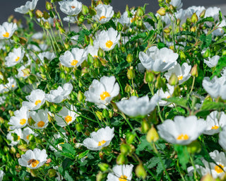 Cistus monspeliensis <br>ROCK ROSE, NARROW-LEAVED MONTPELLIER
