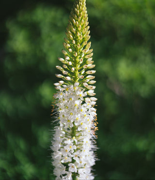 Veronica spicata alba <br>WHITE SPIKED SPEEDWELL
