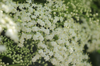 Sambucus canadensis <br>ELDERBERRY