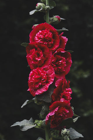 Alcea rosea DOUBLE RED HOLLYHOCK