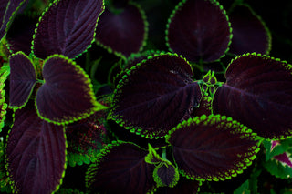 Coleus blumei <br>COLEUS KONG SCARLET-BLACK