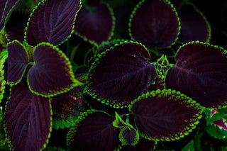 Coleus blumei <br>COLEUS NEW TYPES MIX
