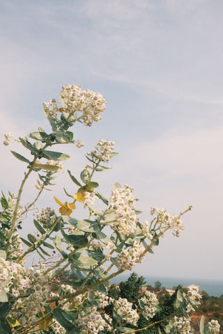 Calotropis gigantea <br>GIANT MILKWEED, CROWN FLOWER