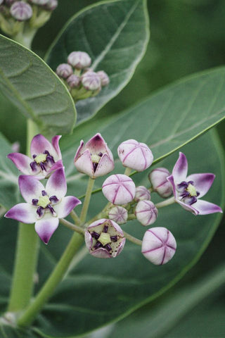 Calotropis gigantea <br>GIANT MILKWEED, CROWN FLOWER