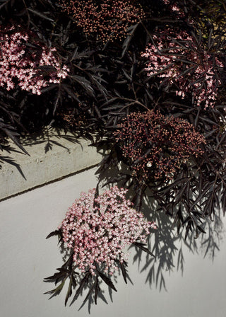 Sambucus nigra <br>ELDERBERRY 'BLACK LACE '