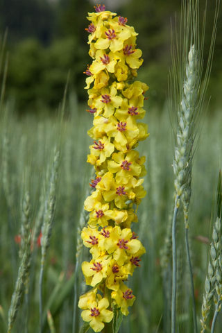 Verbascum phoeniceum <br>TEMPTRESS FLOWER MIX, MULLEIN