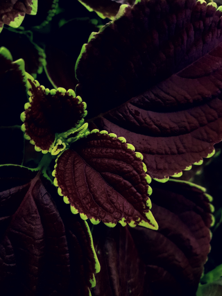 Coleus blumei <br>COLEUS 'CHOCOLATE MINT'