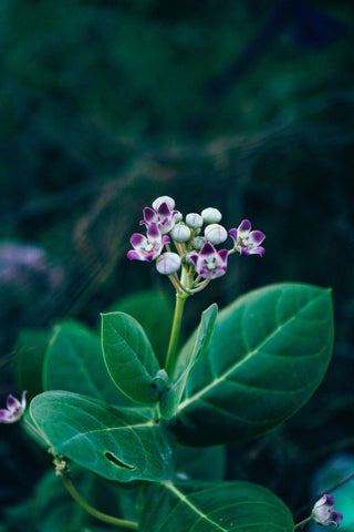 Calotropis gigantea <br>GIANT MILKWEED, CROWN FLOWER