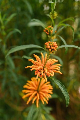 Leonotis nepetifolia <br>LION'S EAR