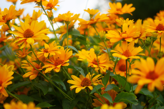 Helianthoides scabra <br>HELIOPSIS 'SUMMER NIGHTS'