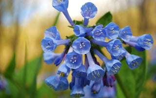 Mertensia virginica <br>VIRGINIA WOODLAND BLUEBELLS