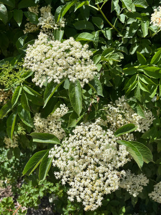 Sambucus canadensis <br>ELDERBERRY