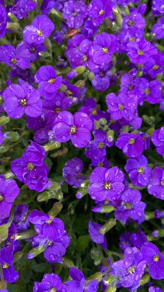Aubrieta <br>ROYAL BLUE ROCK CRESS