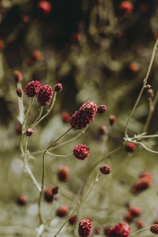 Sanguisorba officinalis <br>GREAT BURNET