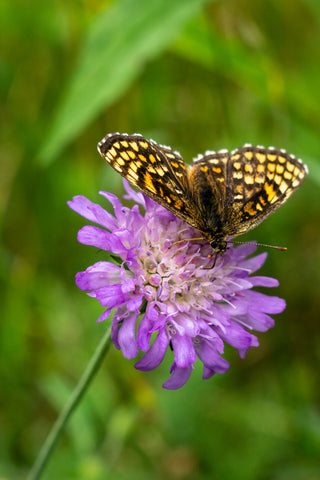 Knautia macedonica <br>WIDOW FLOWER 'WATERCOLOURS'