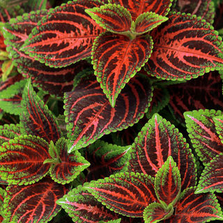 Coleus blumei <br>COLEUS 'SUNRISE CORAL'