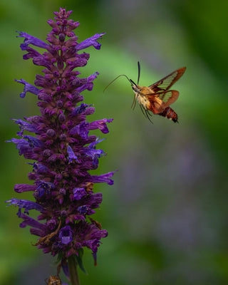 Agastache aurantiaca <br>MIX HYSSOP 'FRAGRANT CARPET'
