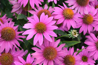 Echinacea purpurea <br>CONEFLOWER 'MAGNUS'