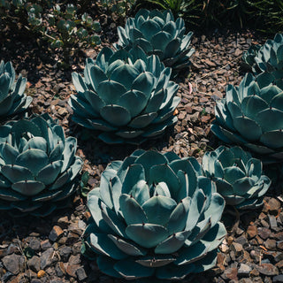 Agave parryi <br>HARDY PARRY'S AGAVE
