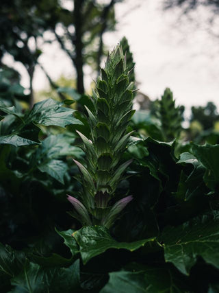 Acanthus mollis <br>BEAR'S BRITCHES