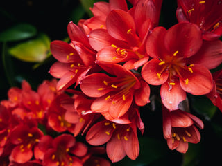 Clivia miniata <br>CLIVIA MIX, NATAL LILY, KAFIR LILY <br> 2 LIVE PLANTS