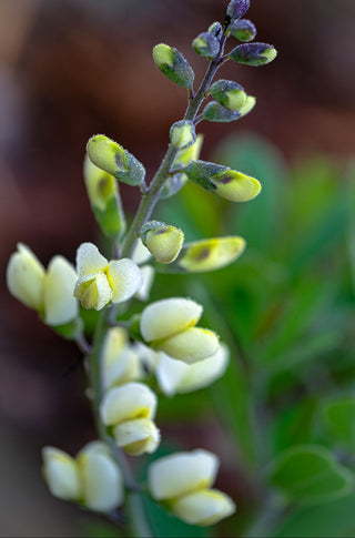 Baptisia bracteata <br>CREAM WILD INDIGO