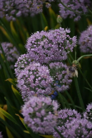 Allium stellatum <br>PRAIRIE ONION