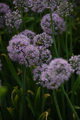 Allium stellatum <br>PRAIRIE ONION