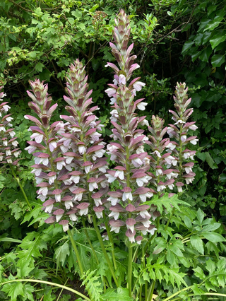 Acanthus mollis <br>BEAR'S BRITCHES