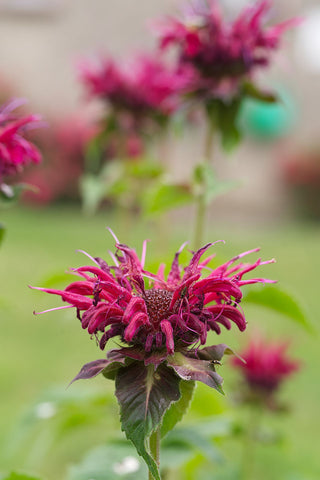 Monarda didyma <br>MONARDA, BEE BALM, BERGAMOT MIX