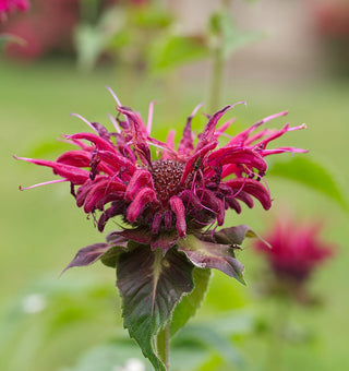 Monarda didyma <br>MONARDA, BEE BALM, BERGAMOT MIX