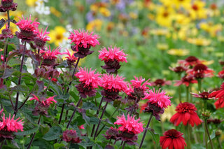 Monarda didyma <br>MONARDA, BEE BALM, BERGAMOT MIX