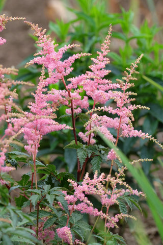 Astilbe arendsii <br>TALL ASTILBE MIX
