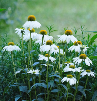 Echinacea <br>CONEFLOWER 'PRIMADONNA WHITE'