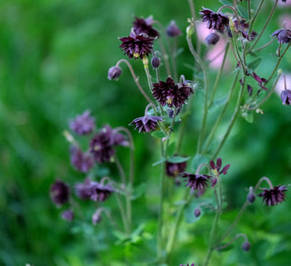 Aquilegia BARLOW MIX DOUBLE COLUMBINE
