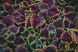 Coleus blumei <br>COLEUS NEW TYPES MIX