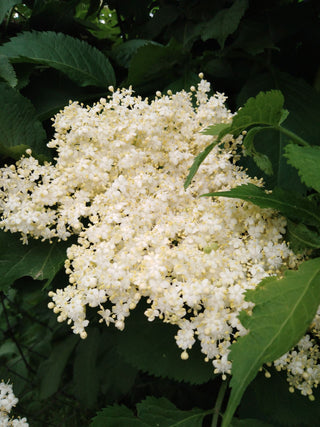 Sambucus canadensis <br>ELDERBERRY