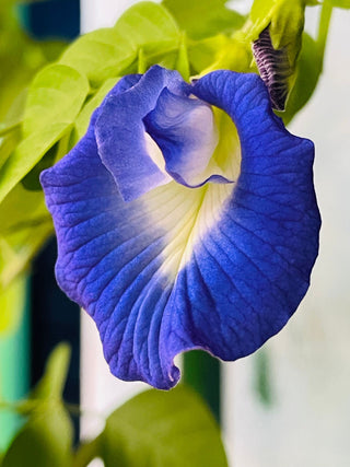 Clitoria ternatea <br>BLUE BUTTERFLY PEA, PIGEONWINGS