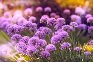 Allium canadense var. lavendulare SHOWY WILD GARLIC
