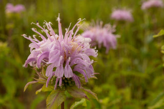 Monarda didyma <br>MONARDA, BEE BALM, BERGAMOT MIX